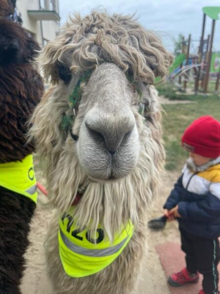 Alpakoterpia z Fundacja Alpaki na Kaszubach.